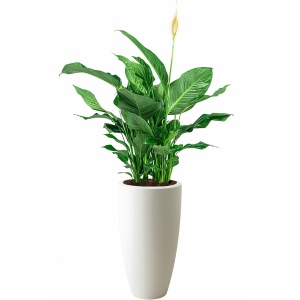 Spathiphyllum in Pure Soft wit | Lepelplant