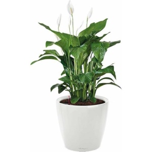 Spathiphyllum in watergevende Classico wit | Lepelplant