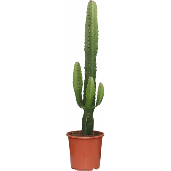 Trendyplants - Euphorbia Acrurensis - Cactus - Hoogte 40-60 cm - Potmaat Ø17cm