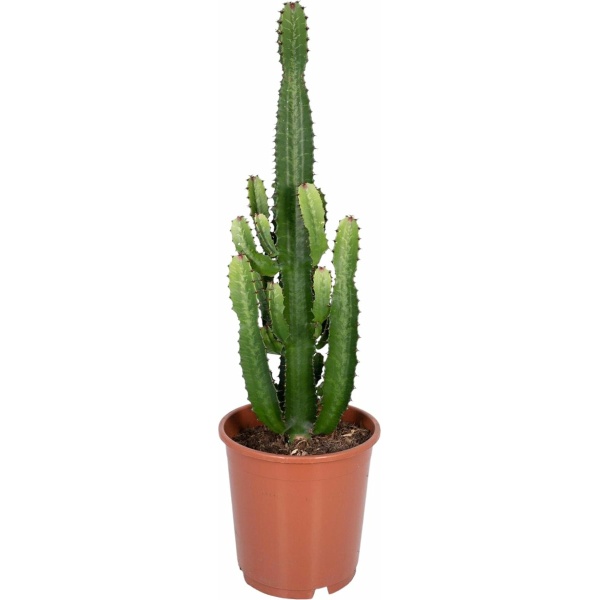 Trendyplants - Euphorbia Acrurensis - Cactus - Hoogte 50-70 cm - Potmaat Ø24cm