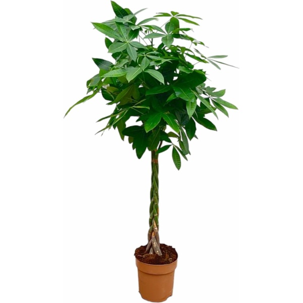 Trendyplants - Pachira Aquatica - Geldboom - Kamerplant - Hoogte 150-170 cm - Potmaat Ø27cm