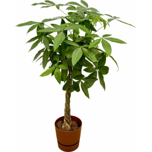 Trendyplants - Pachira Aquatica inclusief elho Greenville Round bruin - 160 cm - Ø30cm