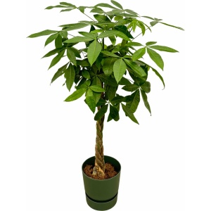 Trendyplants - Pachira Aquatica inclusief elho Greenville Round groen - 160 cm - Ø30cm