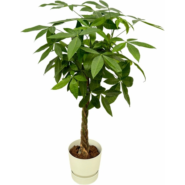 Trendyplants - Pachira Aquatica inclusief elho Greenville Round wit - 160 cm - Ø30cm