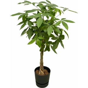 Trendyplants - Pachira Aquatica inclusief elho Greenville Round zwart - 160 cm - Ø30cm