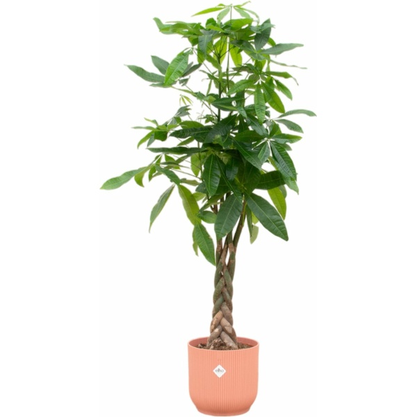 Trendyplants - Pachira Aquatica inclusief elho Vibes Fold Round roze - 160 cm - Ø30cm