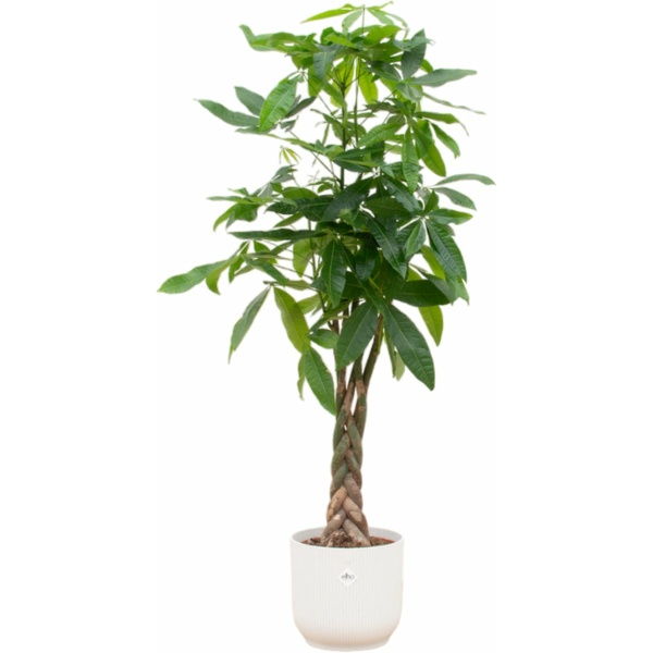 Trendyplants - Pachira Aquatica inclusief elho Vibes Fold Round wit - 160 cm - Ø30cm