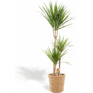 XXL Dracaena Marginata met mand - Drakenbloedboom - 120 cm hoog, ø21cm - Grote Kamerplant - Tropische palm - Luchtzuiverend - Vers van de kwekerij