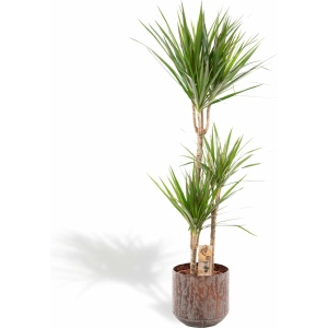 XXL Dracaena Marginata met metalen pot bruin - Drakenbloedboom - 120 cm hoog, ø21cm - Grote Kamerplant - Tropische palm - Luchtzuiverend - Vers van de kwekerij