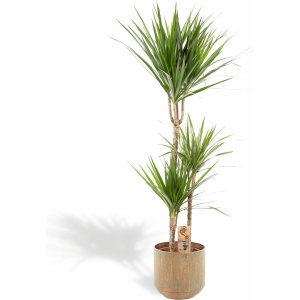 XXL Dracaena Marginata met metalen pot groen - Drakenbloedboom - 120 cm hoog, ø21cm - Grote Kamerplant - Tropische palm - Luchtzuiverend - Vers van de kwekerij