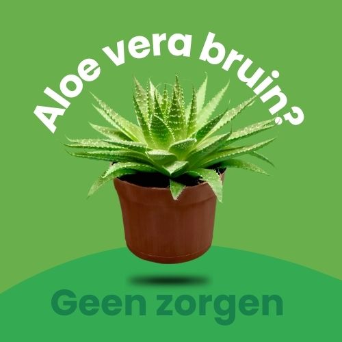 aloe vera bruine punten