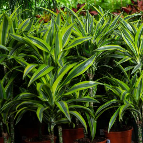 dracaena online kopen