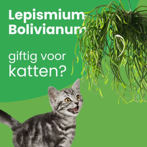 lepismium bolivianum giftig