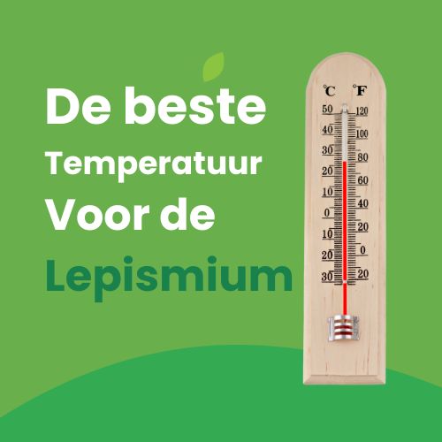 de beste temperatuur voor je lepismium verzorging