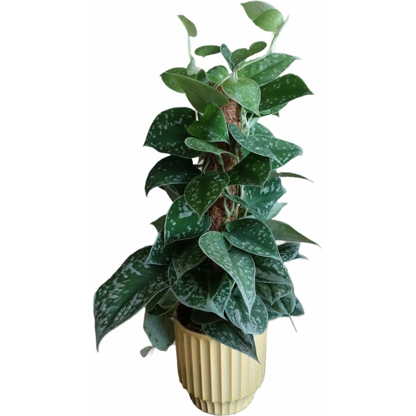 Outletplant - Scindapsus Silvery Ann Mosstok - Luchtzuiverende kamerplant - Pot 15cm - Hoogte 50cm