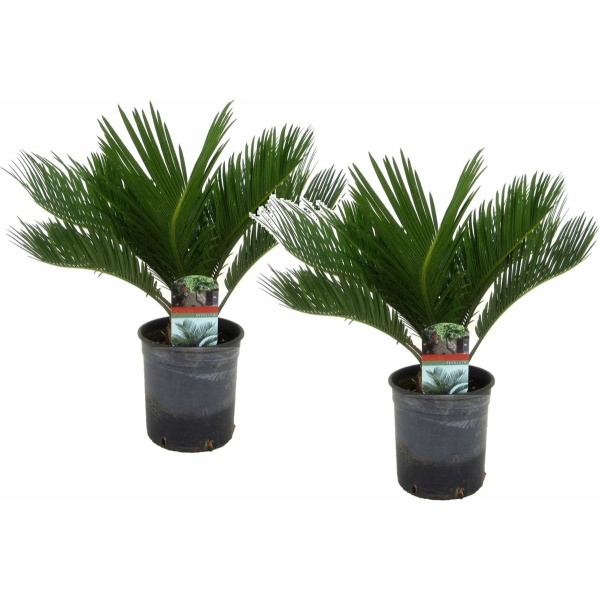 Plant in a Box - Cycas Revoluta - Set van 2 - Varenpalm - Kamerplant - Pot 15cm - Hoogte 45-60cm