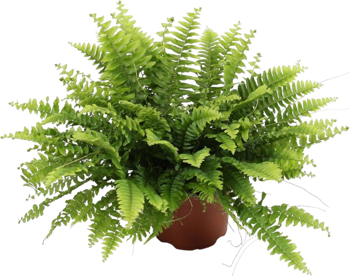 Trendyplants - Nephrolepis Boston Green Moment - Krulvaren - Kamerplant - Hoogte 15-35 cm - Potmaat Ø12cm