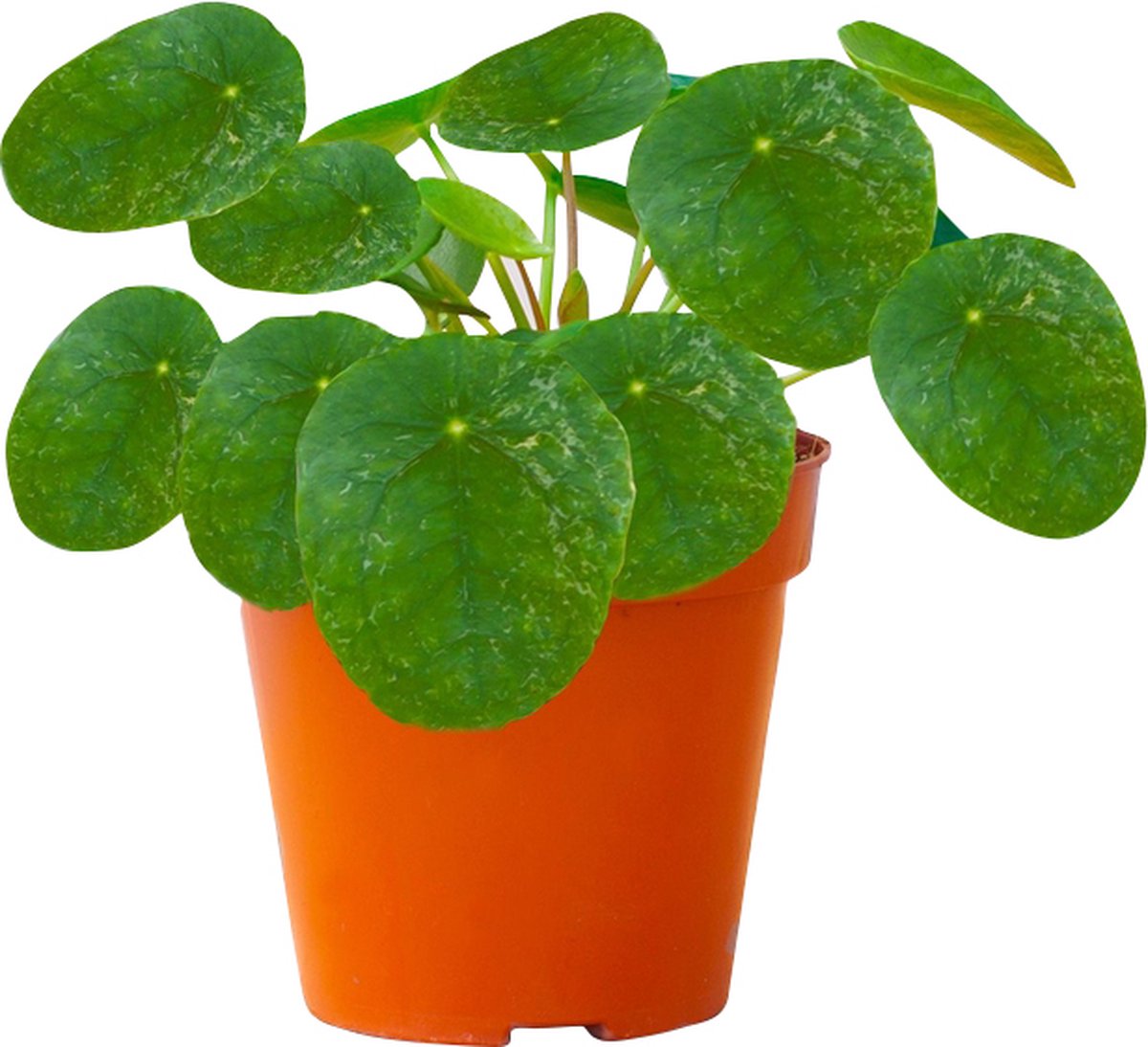 PLNTS - Pilea Peperomioides Sugar® (Pannenkoekenplant) - Kamerplant - Kweekpot 13 cm - Hoogte 20 cm