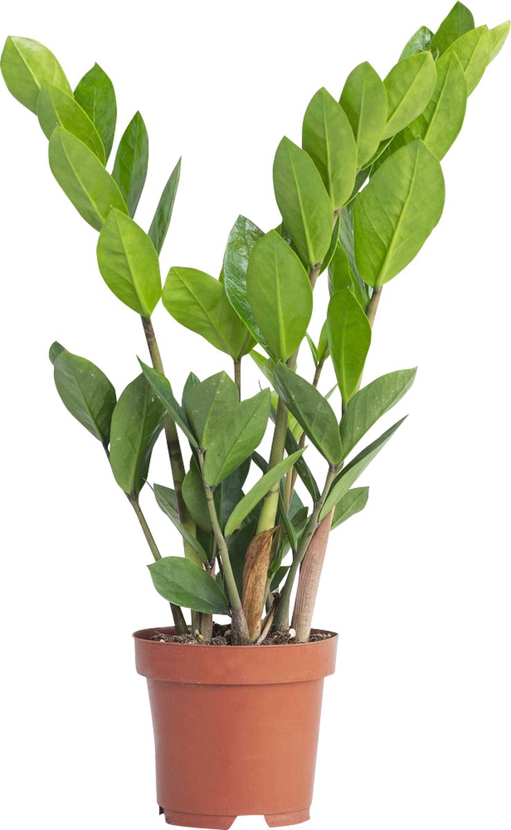 PLNTS - Zamioculcas Zamiifolia (Kamerpalm) - Kamerplant - Kweekpot 17 cm - Hoogte 65 cm