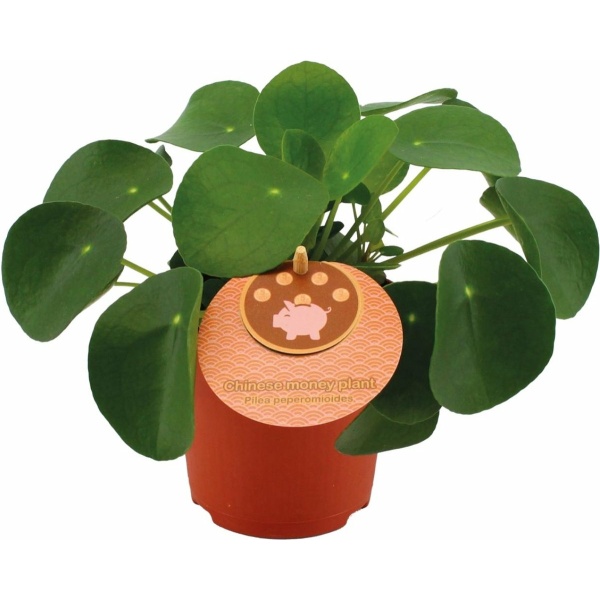 Plantenboetiek.nl | Pilea Peperomioides - Kamerplant - Hoogte 15cm - Potmaat 10,5cm