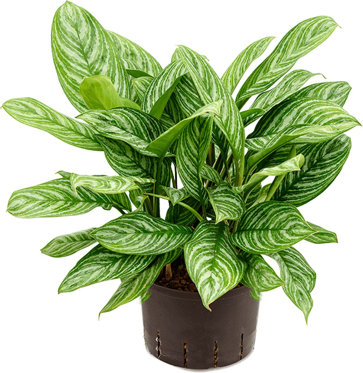 Aglaonema stripes L hydrocultuur plant