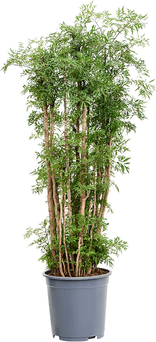 Aralia Polyscias Ming Vertakt 140cm