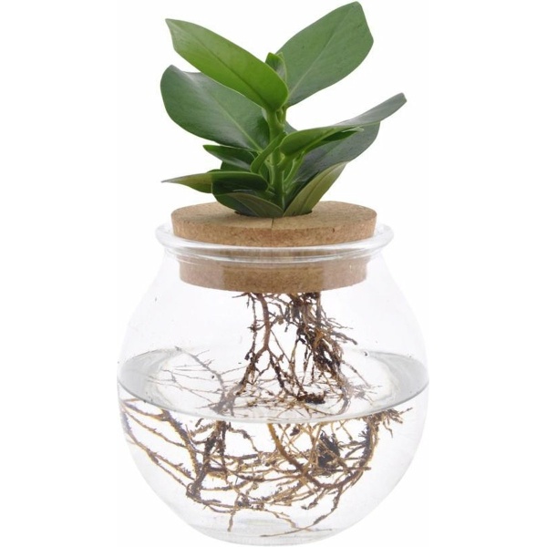 Clusia In Bolglas Met Kurk - Kamerplant Op Water - Hydroponie - Hoogte: 25cm - Ø12cm - Tafel Decoratie Bruiloft