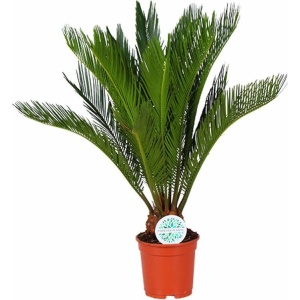 Cycas Revoluta - Kamerplant - Palm - Hoogte: 70cm - Potmaat: Ø17cm