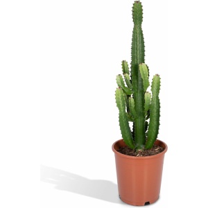 Euphorbia Acruensis - Ø24 - 60cm - Cactus