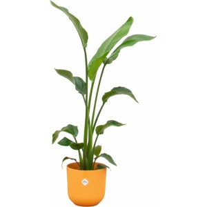 Green Bubble - Strelitzia Nicolai inclusief elho Jazz Round Amber Yellow Ø23 - 130 cm