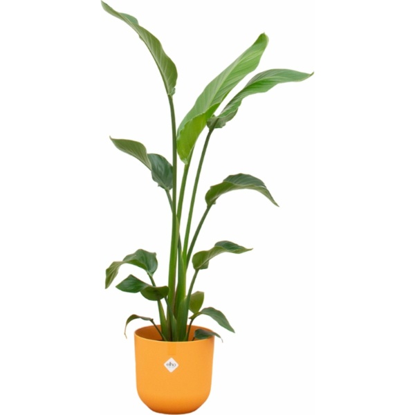 Green Bubble - Strelitzia Nicolai inclusief elho Jazz Round Amber Yellow Ø23 - 130 cm