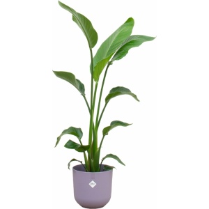 Green Bubble - Strelitzia Nicolai inclusief elho Jazz Round Lavender Lilac Ø23 - 130 cm