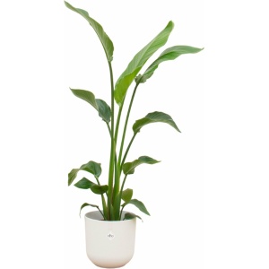 Green Bubble - Strelitzia Nicolai inclusief elho Jazz Round wit Ø23 - 130 cm