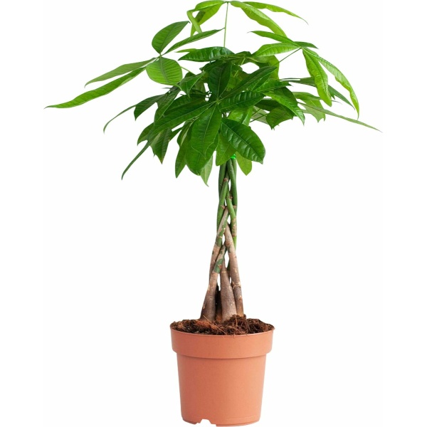 PLNTS - Pachira Aquatica - Kamerplant Geldboom - Kweekpot 17 cm - Hoogte 70 cm