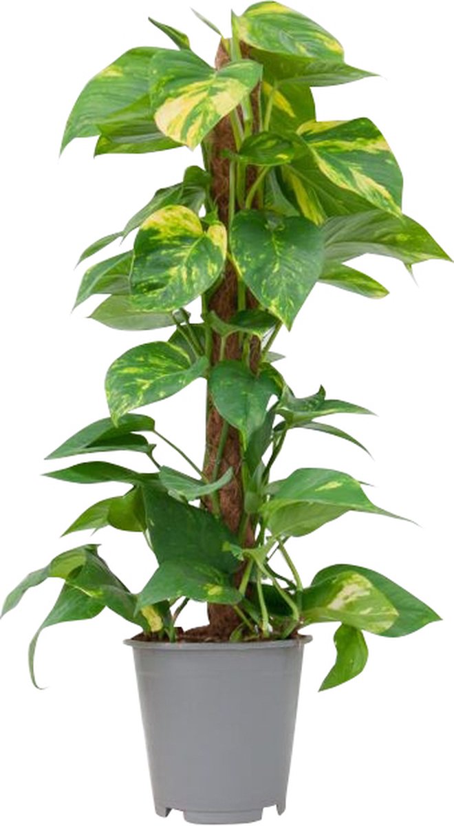 PLNTS - Scindapsus Epipremnum (Drakenklimop) - Kamerplant - Kweekpot 19 cm - Hoogte 80 cm