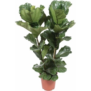 Plantenboetiek.nl | Ficus Lyrata - Ø 27cm - Hoogte 100cm