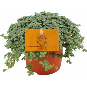 Plantenboetiek.nl | Pilea Glauca - Kamerplant - Hoogte 15cm - Potmaat 11cm