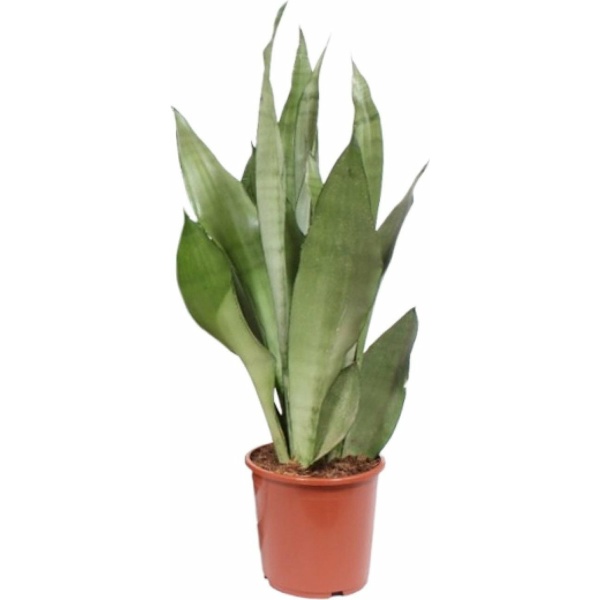 Plantenboetiek.nl | Sansevieria Moonshine - Ø 17cm - Hoogte 60cm