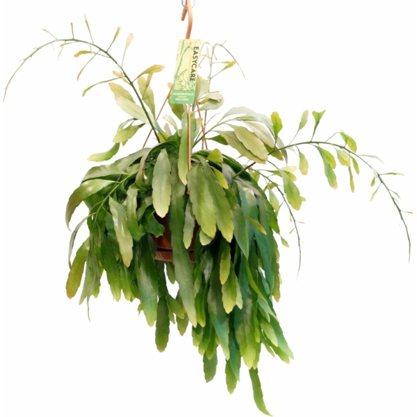 Pseudorhipsalis Ramulosa - Hangplant - Kamerplant - Hoogte: 45cm - Potmaat: Ø21cm