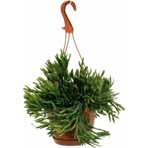 Rhipsalis Ewaldiana - Hangplant - Kamerplanten - Cactus - Lengte: 45cm - Potmaat: Ø17cm