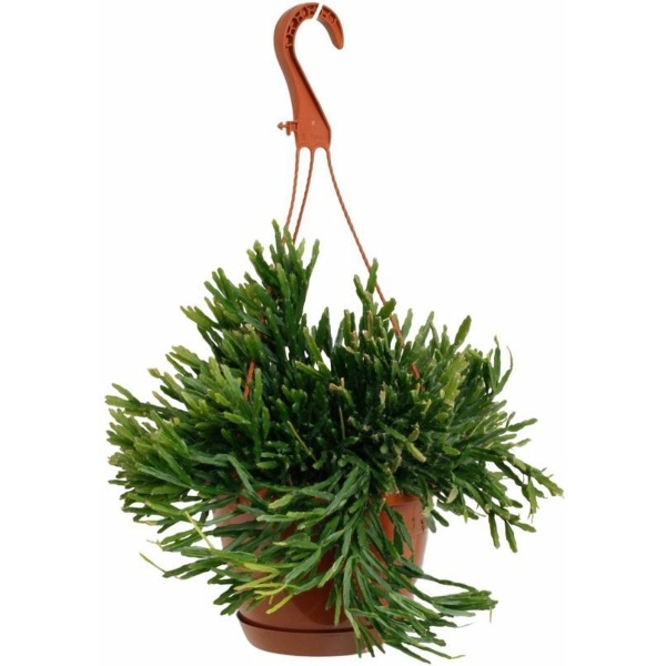 Rhipsalis Ewaldiana - Hangplant - Kamerplanten - Cactus - Lengte: 45cm - Potmaat: Ø17cm