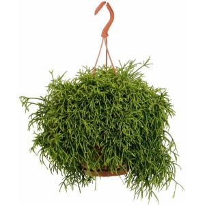 Rhipsalis Heteroclada - Hangplant - Kamerplanten - Cactus - Lengte: 45cm - Potmaat: Ø21cm