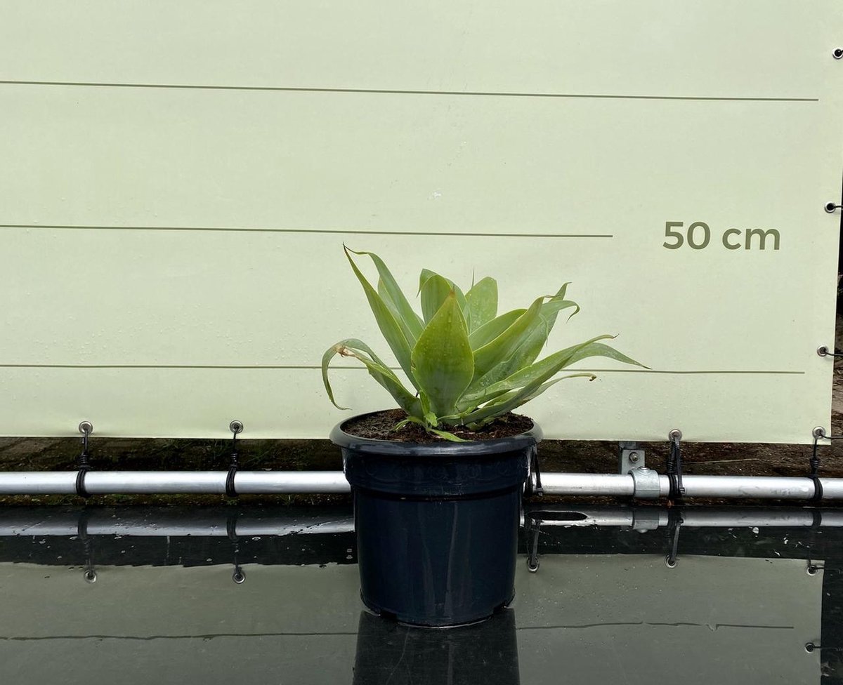 Agave - Attenuata - Pot ⌀ 18cm - Hoogte 25-50cm