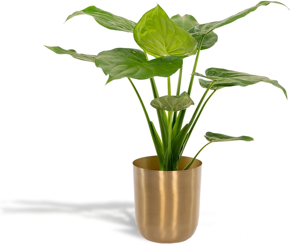 Alocasia Cucullata met Pot Mayk Gold - Potmaat 19cm - Hoogte 65cm