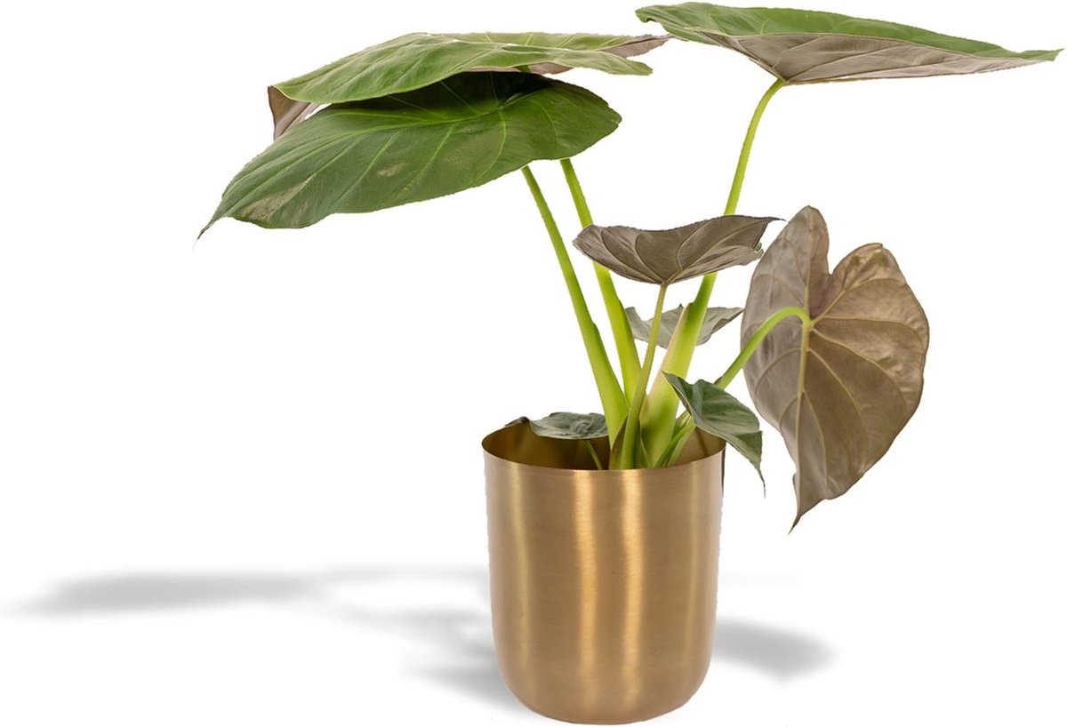 Alocasia Wentii met Pot Mayk Gold - Potmaat 19cm - Hoogte 65cm