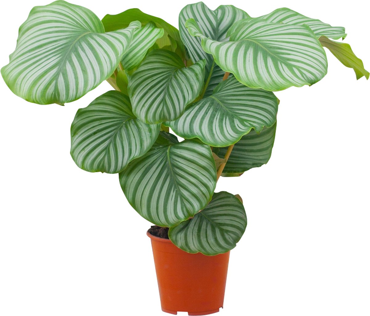 PLNTS - Calathea Orbifolia (Gebedsplant) - Kamerplant - Kweekpot 19 cm - Hoogte 60 cm