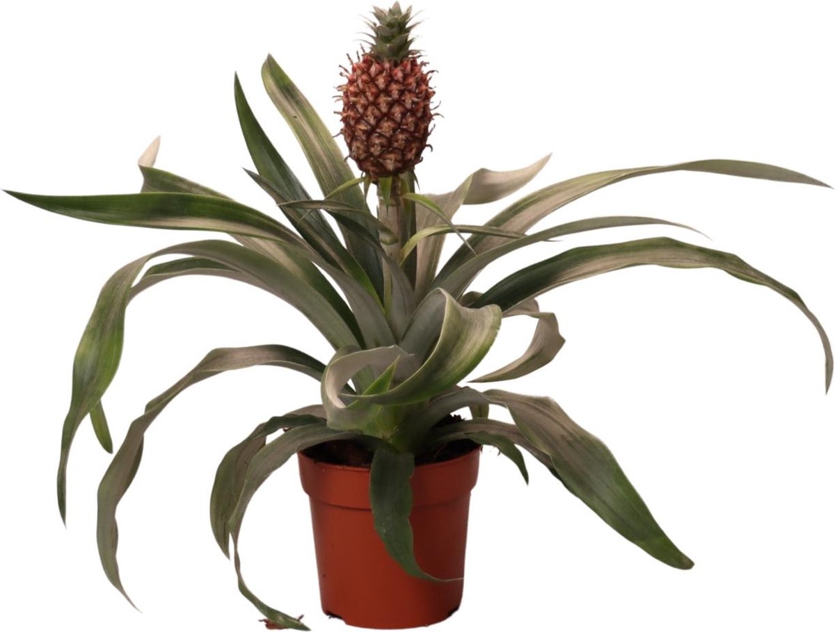 Plantenboetiek.nl | Ananas Rosita - Kamerplant - Hoogte 35cm - Potmaat 12cm