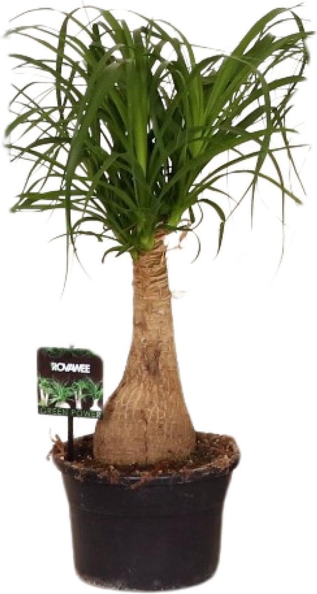 Plantenboetiek.nl | Beaucarnea Nolina - Kamerplant - Hoogte 60cm - Potmaat 19cm