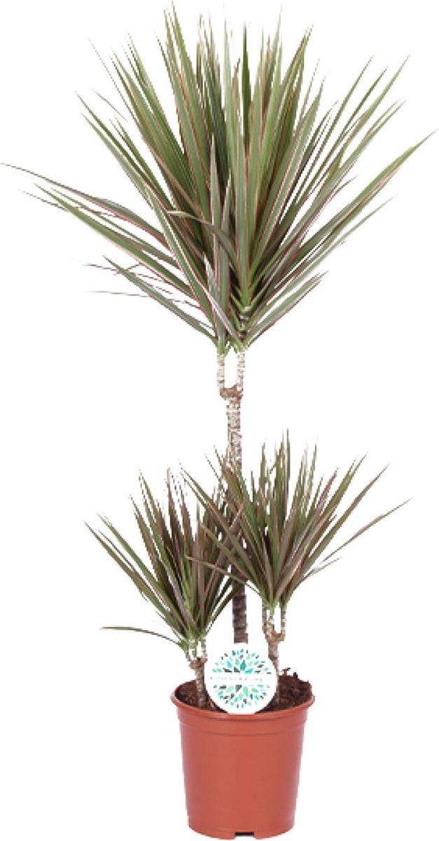 Plantenboetiek.nl | Dracaena Bicolor - Ø21cm - Hoogte 95cm - Kamerplant - Groenblijvend