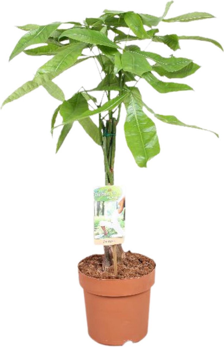 Plantenboetiek.nl | Pachira Aquatica - Kamerplant - Hoogte 60cm - Potmaat 17cm